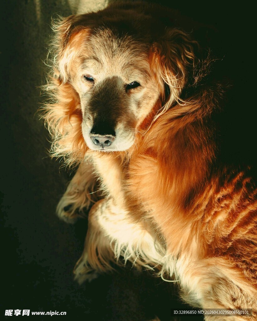温顺金毛犬的特写瞬间