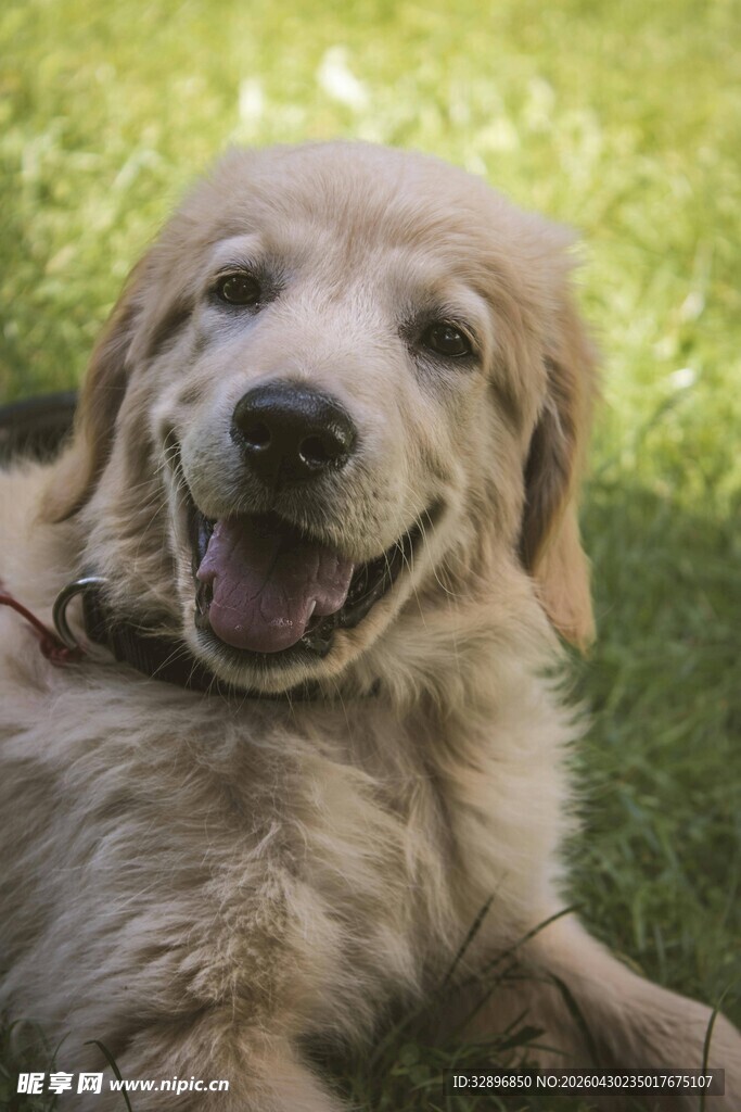 微笑的金毛犬