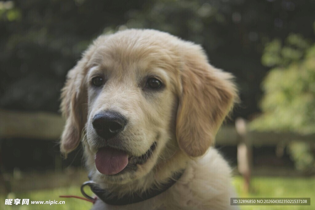 可爱金毛犬在户外