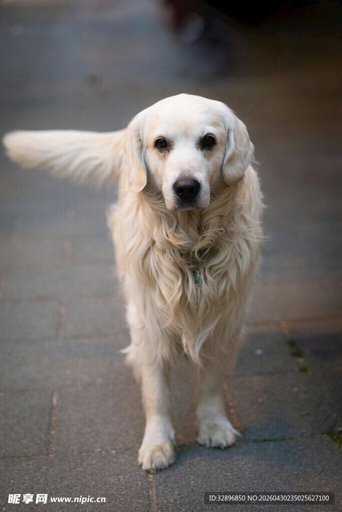 可爱金毛犬站立在地面
