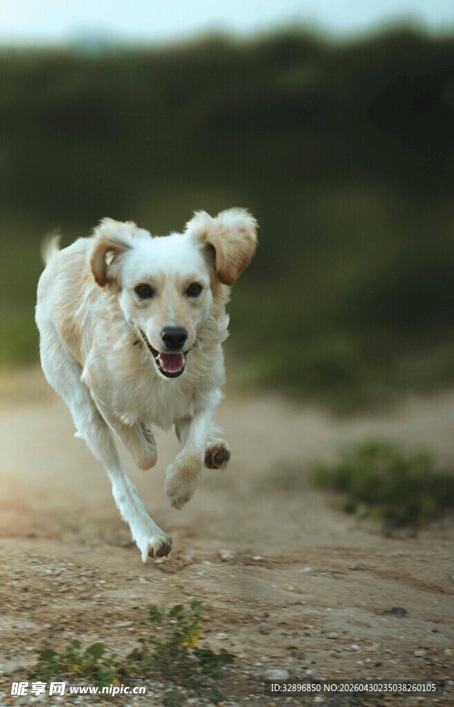 奔跑的小白狗