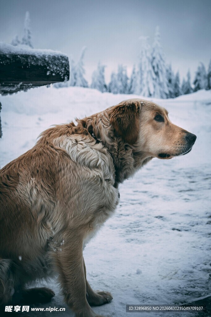 雪地中的孤独狗狗