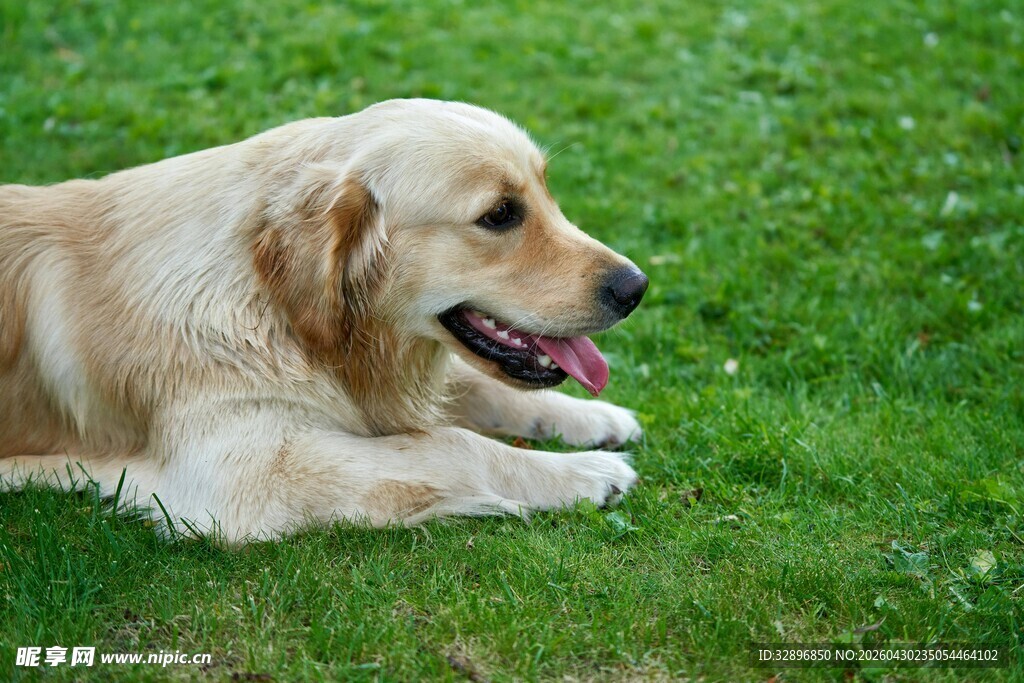 草地上休憩的金毛犬