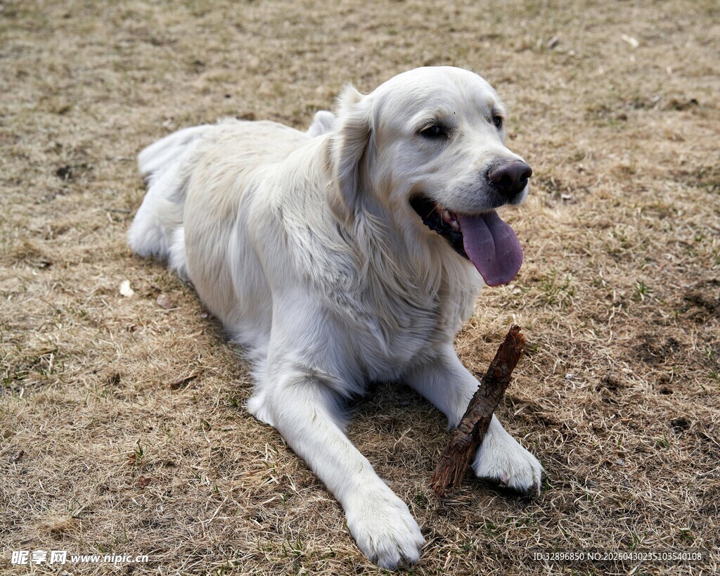 趴地休息的白色金毛犬
