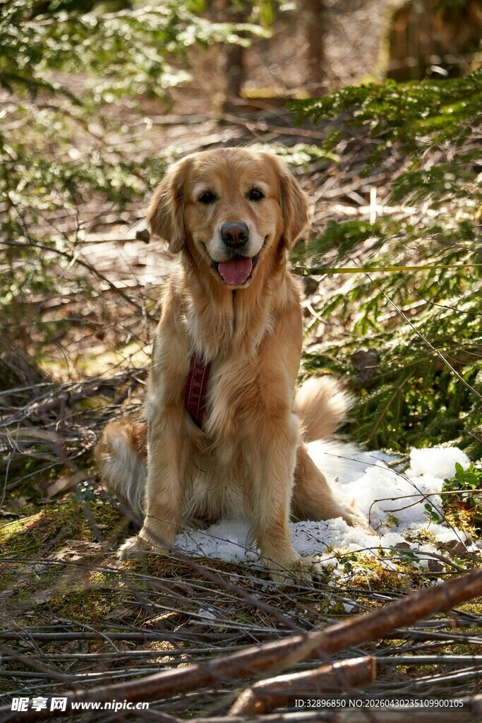 林间金毛犬