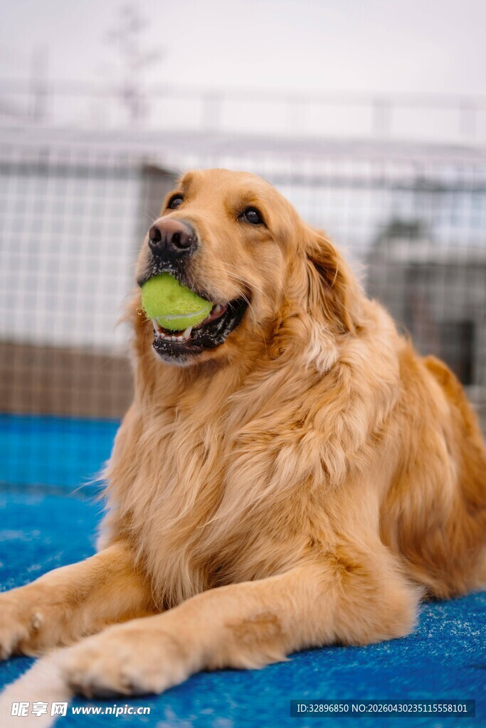 金毛犬叼球惬意躺地