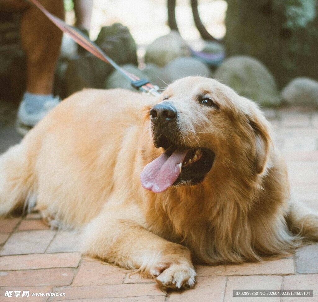 趴在地上的可爱金毛犬