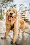 可爱金毛犬户外开心模样