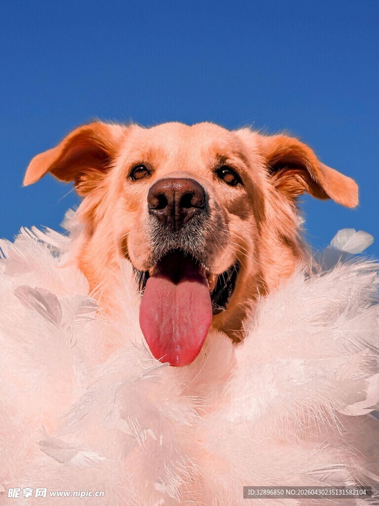 金毛犬戴羽毛圈超可爱