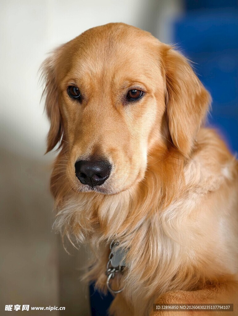 可爱金毛犬的温柔瞬间