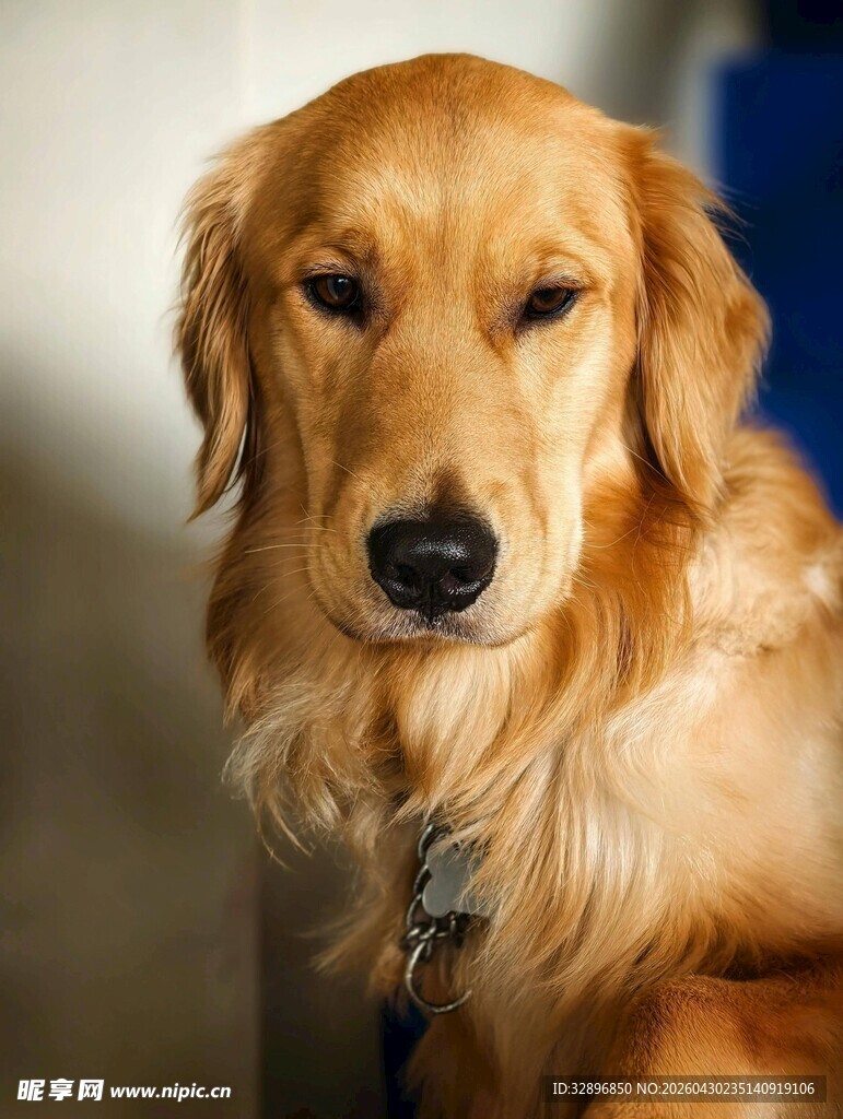 温顺金毛犬特写