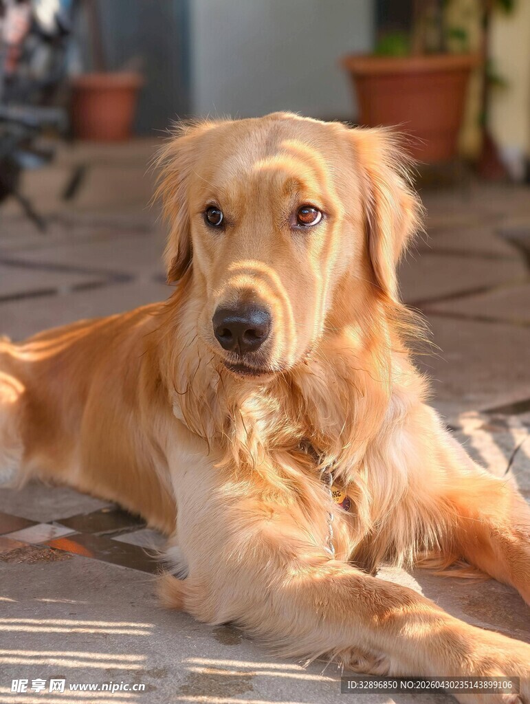 趴着的金毛犬