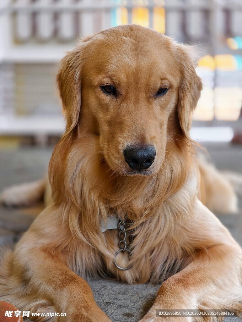 趴着的金毛犬