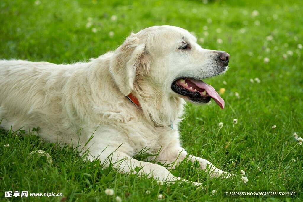 草地上的快乐金毛犬