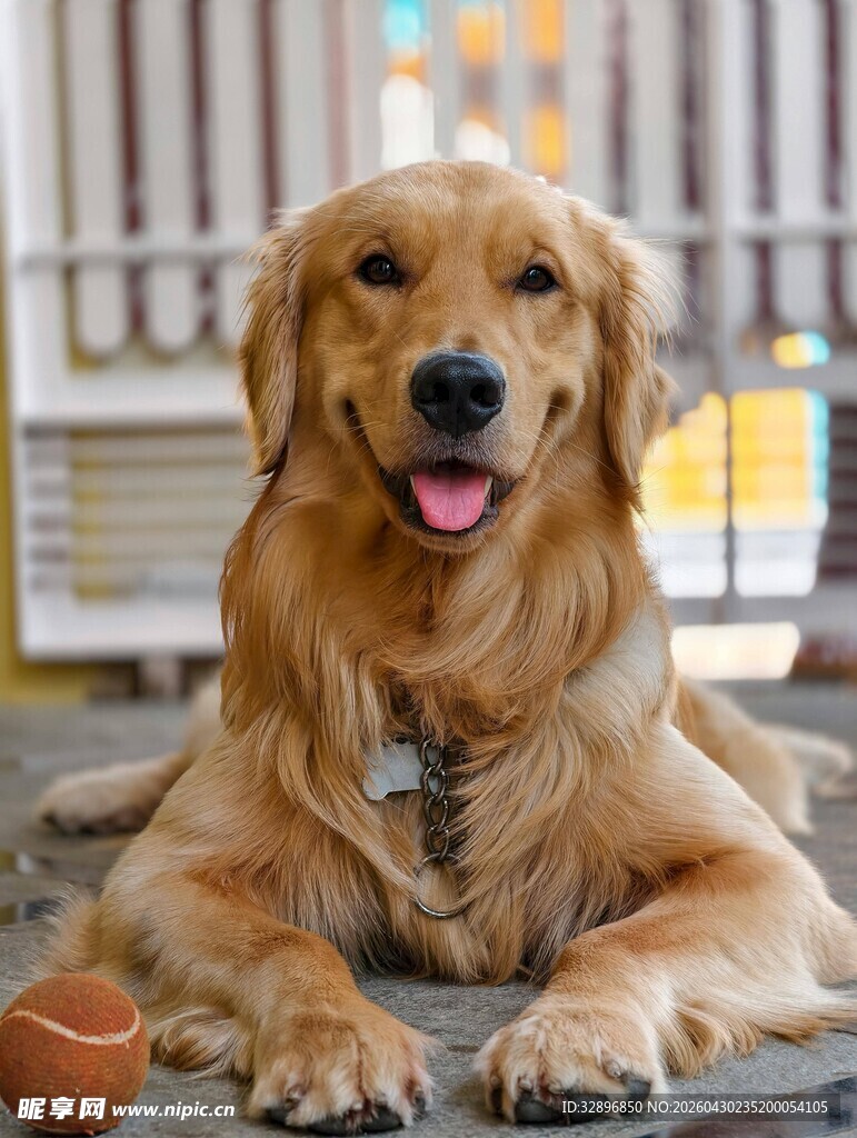 可爱金毛犬惬意趴地