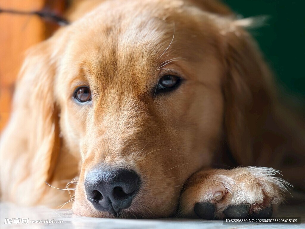 趴着的金毛犬