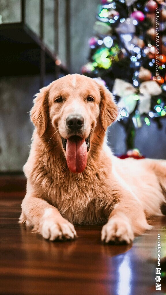 圣诞前的金毛犬