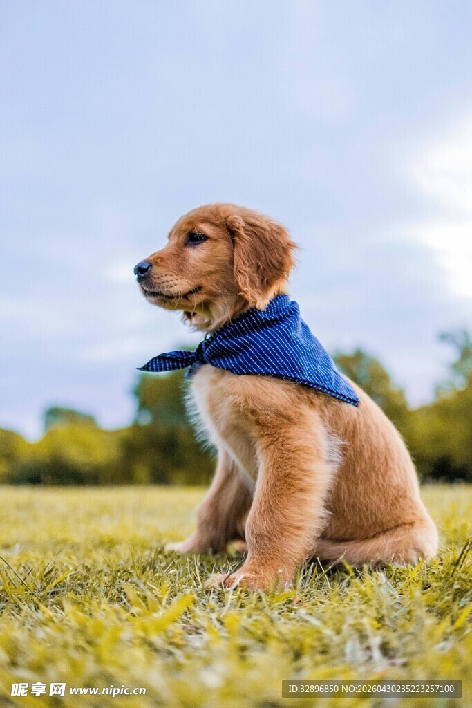 草地萌犬戴蓝巾回望