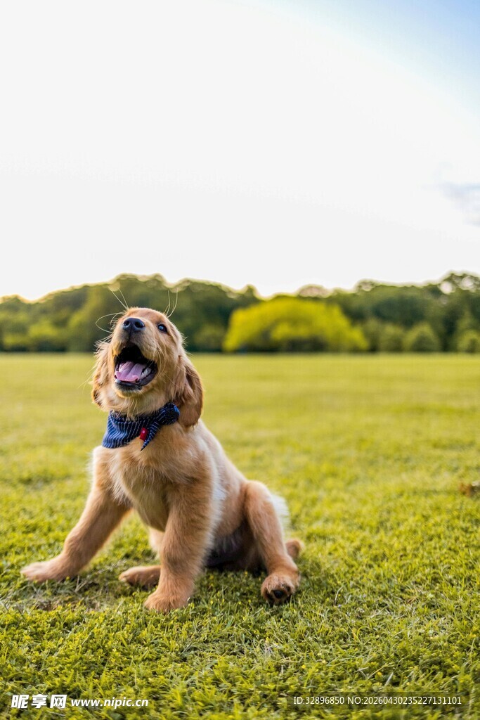草地上开心玩耍的金毛犬