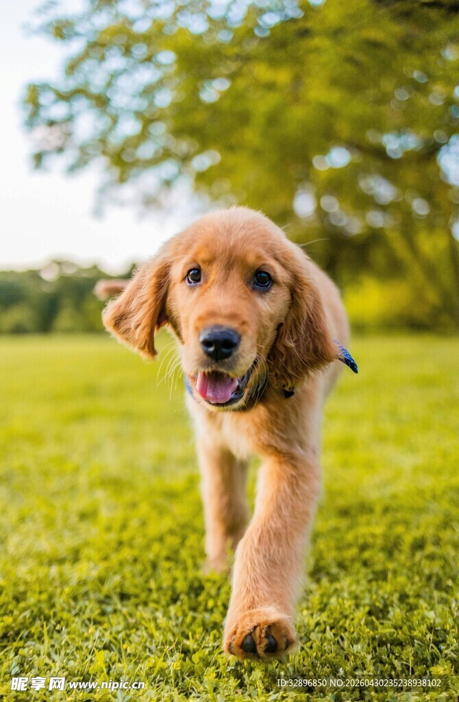 奔跑的可爱金毛幼犬