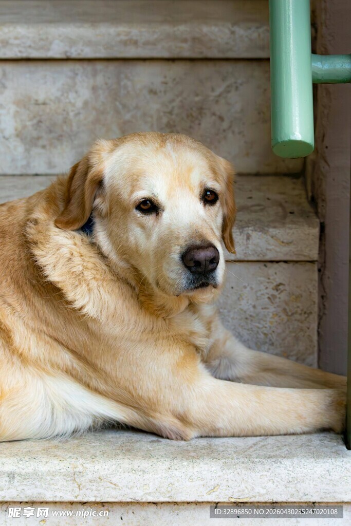 趴着的金毛犬