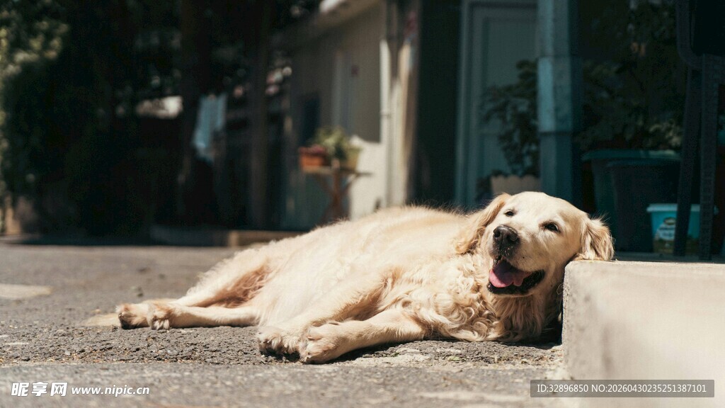 阳光下惬意躺卧的金毛犬