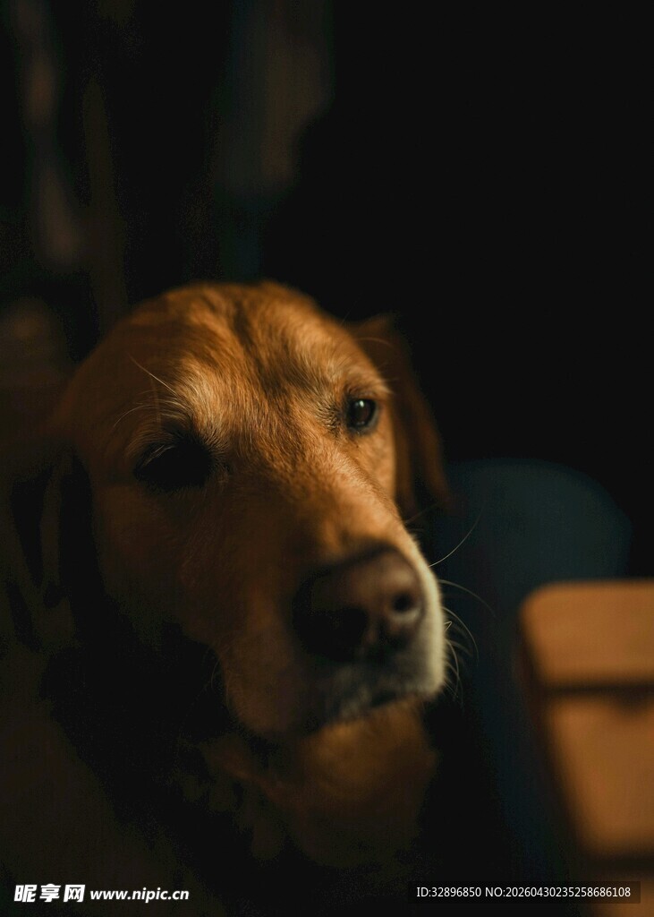 棕色狗狗的特写瞬间