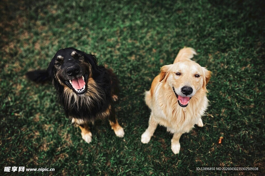两只萌犬在草地上欢脱