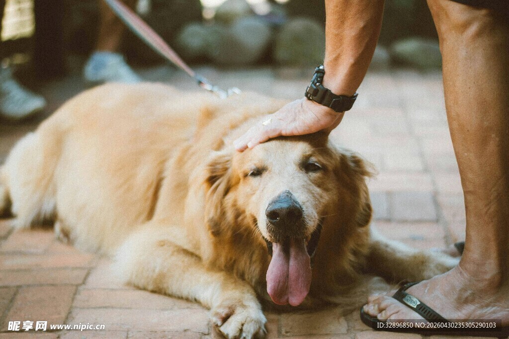 主人轻抚趴地的金毛犬
