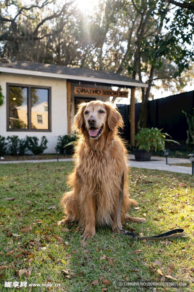 阳光下的金毛犬