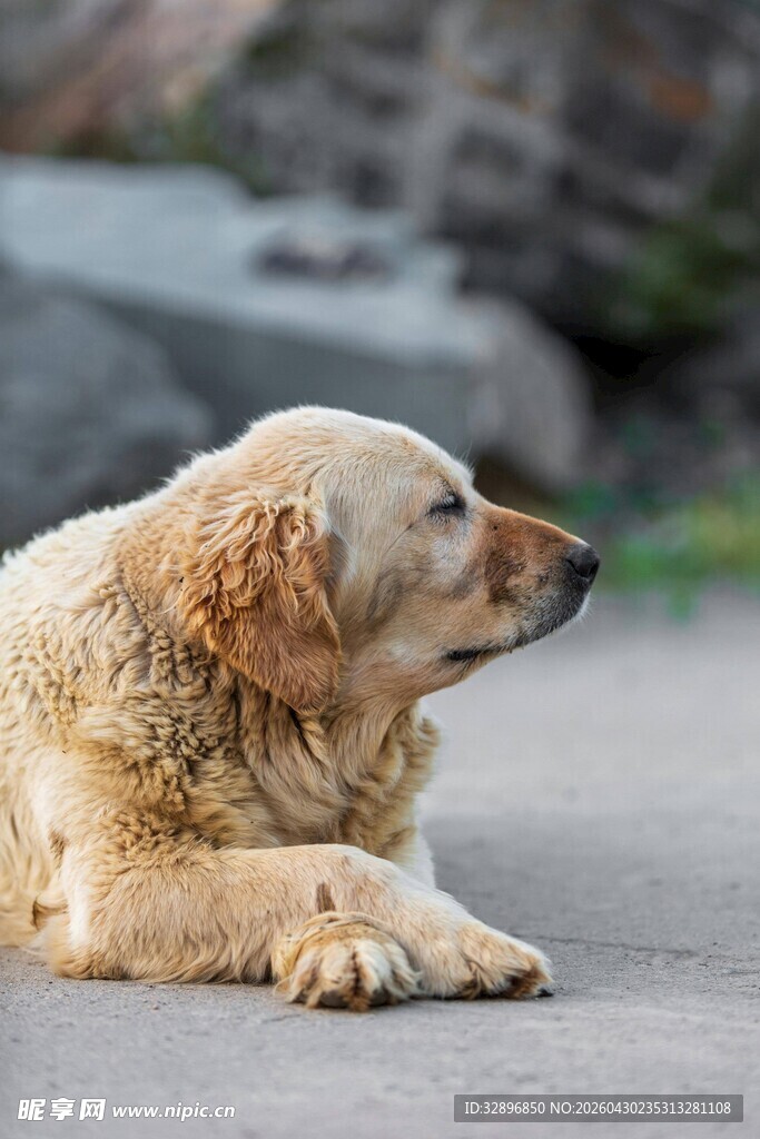 趴着的金毛犬