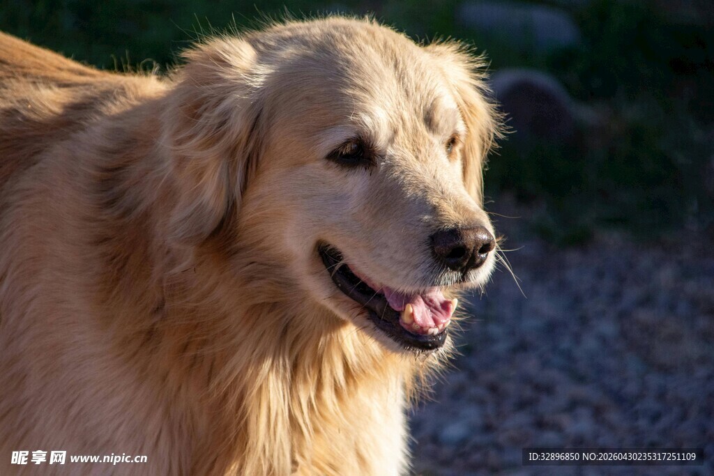 阳光下的金毛犬
