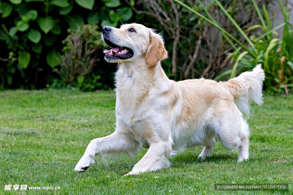 奔跑的金毛犬