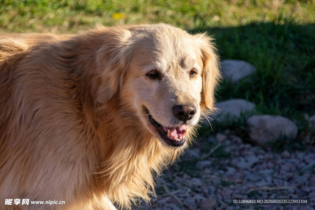 阳光下的金毛犬