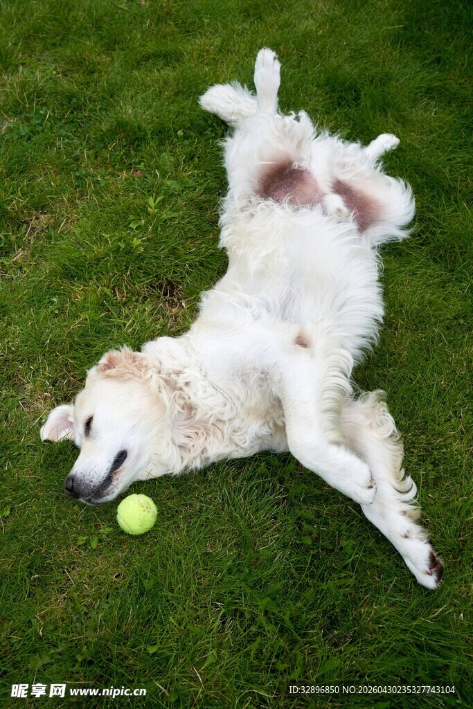 白狗草地玩耍露肚皮