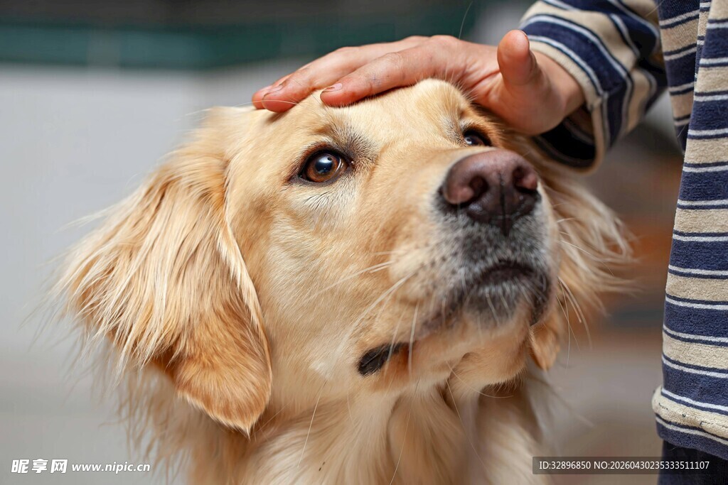 抚摸金毛犬的温馨瞬间