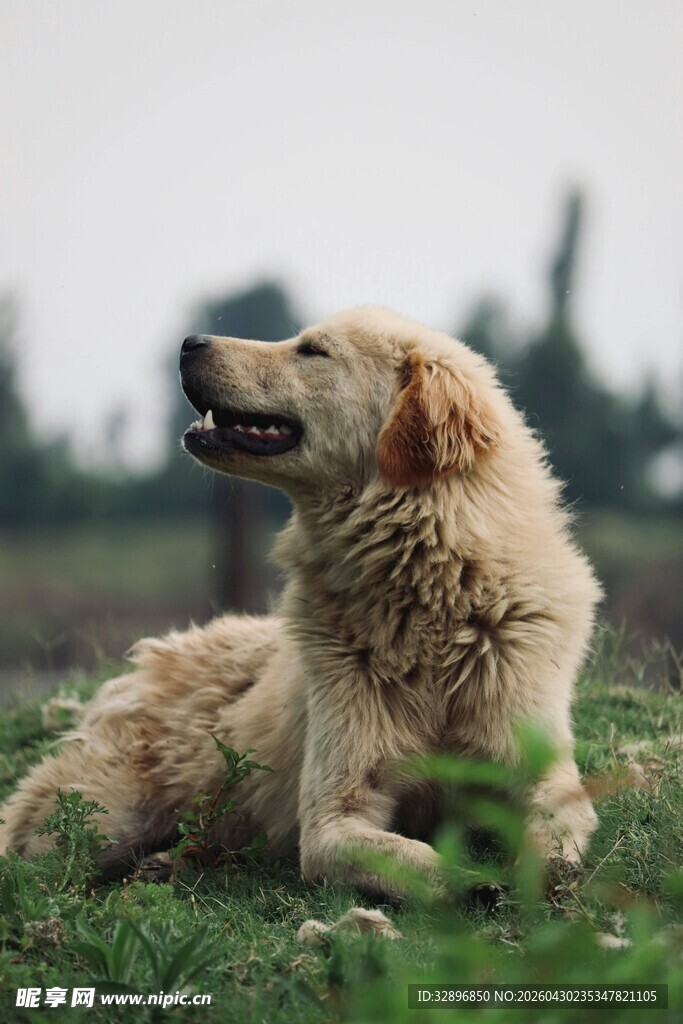 金毛犬悠闲躺于绿草地