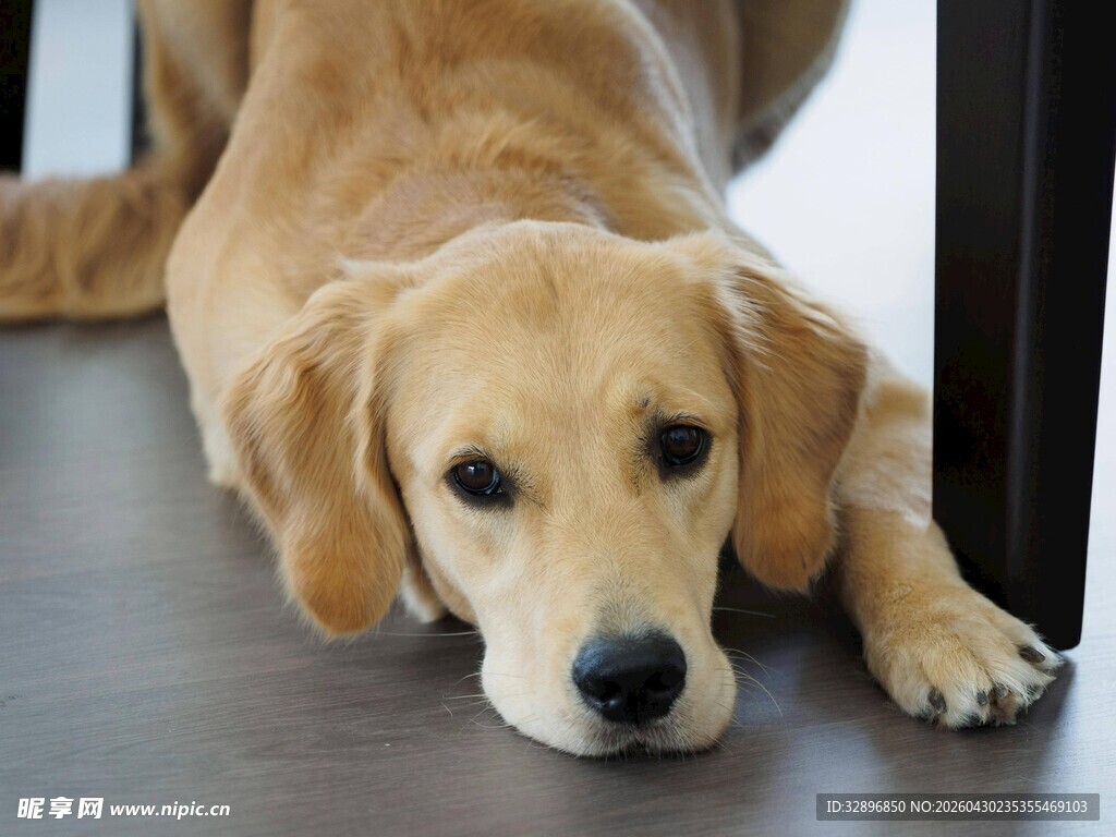 趴着的可爱金毛犬