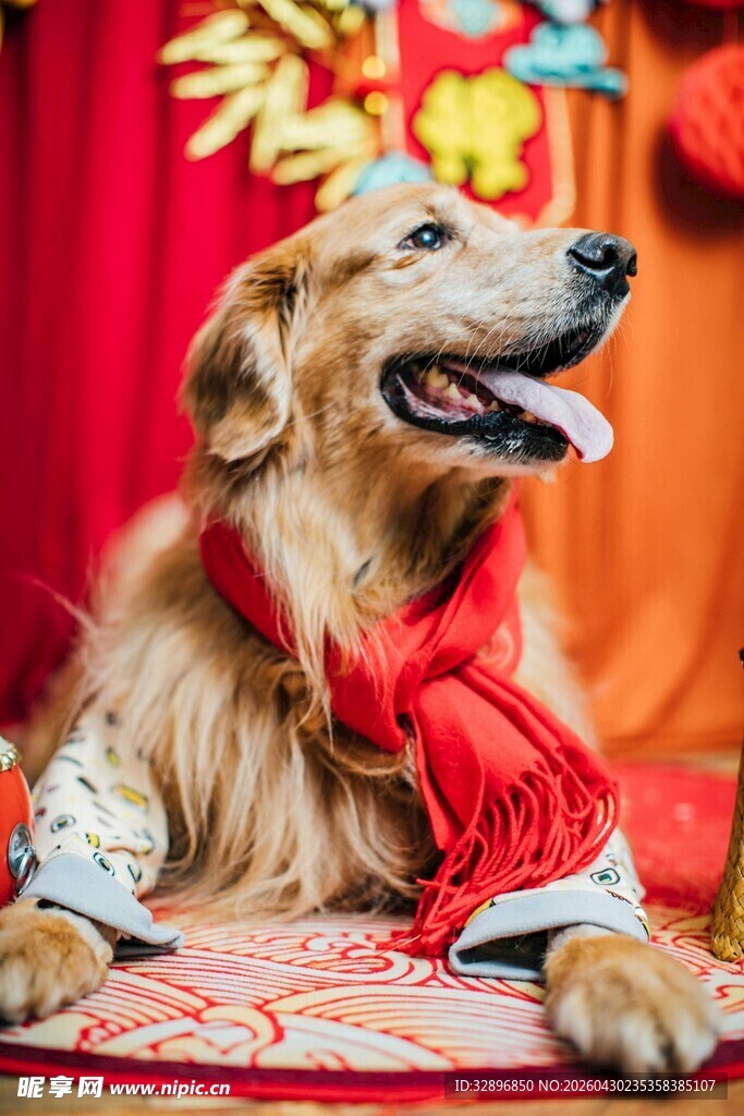 喜庆金毛犬着红衣展欢颜