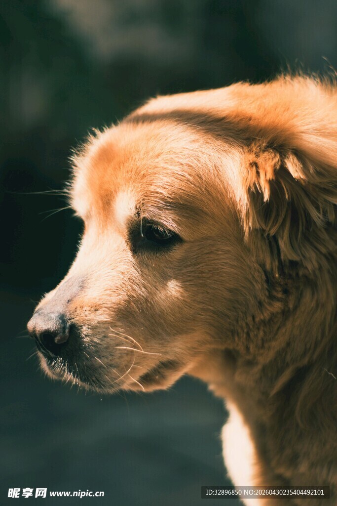 金毛犬侧颜特写