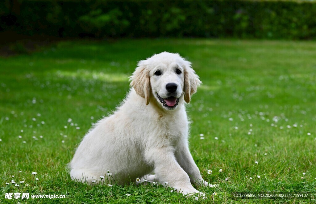 草地上的可爱金毛幼犬
