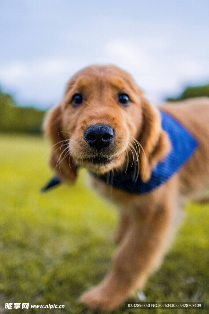 可爱金毛幼犬户外玩耍