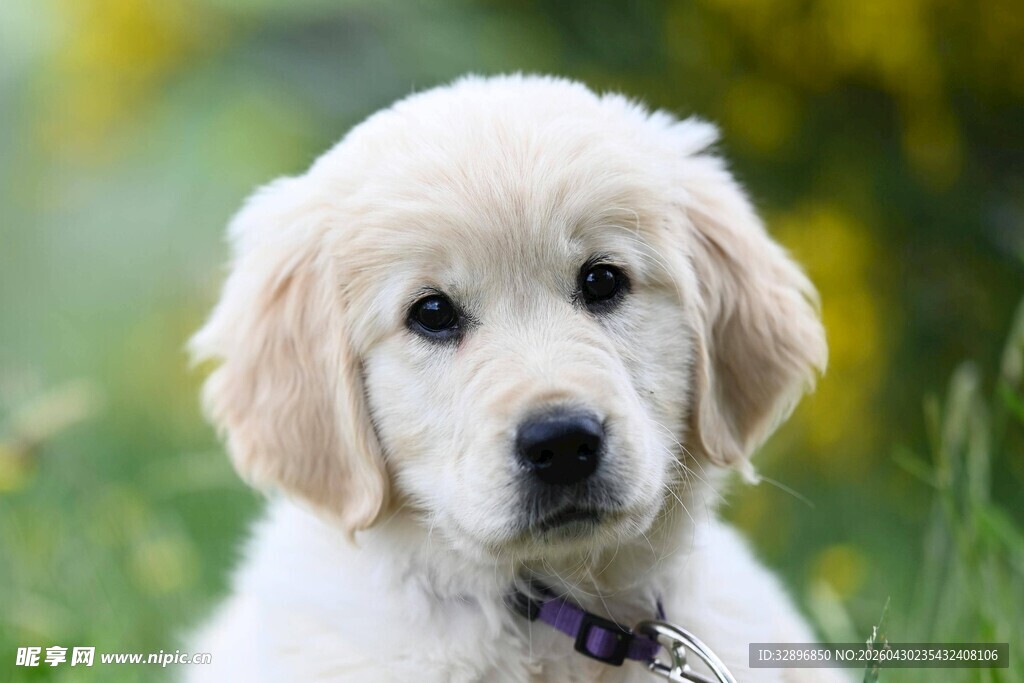 可爱小金毛犬的萌趣瞬间