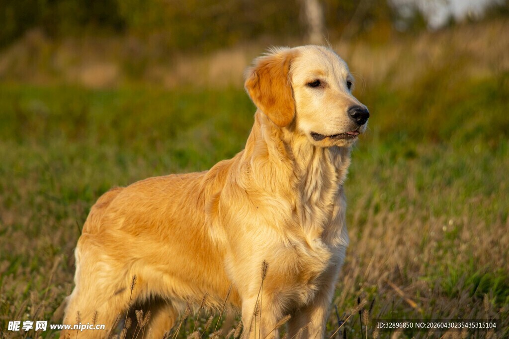 草地中的金毛犬