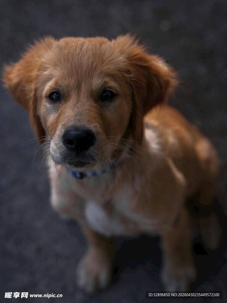 可爱小金毛犬蹲坐模样