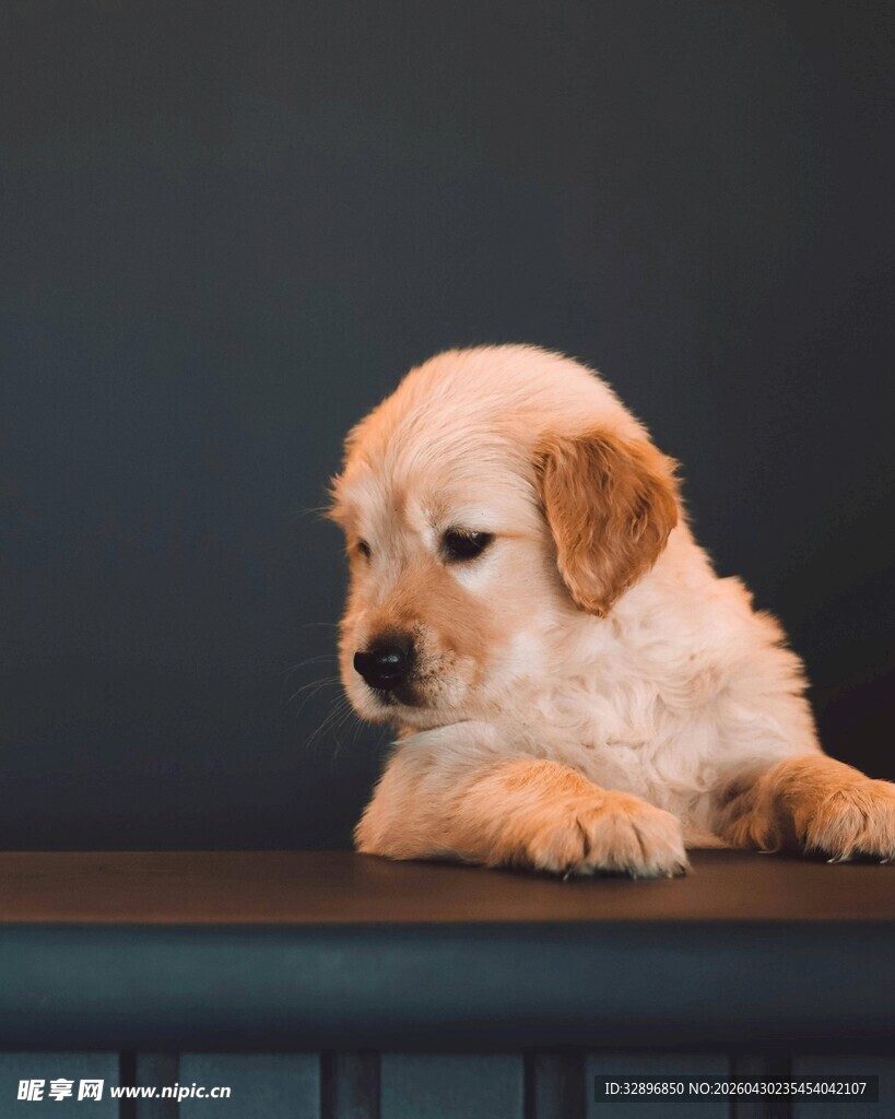 可爱金毛犬安静趴坐