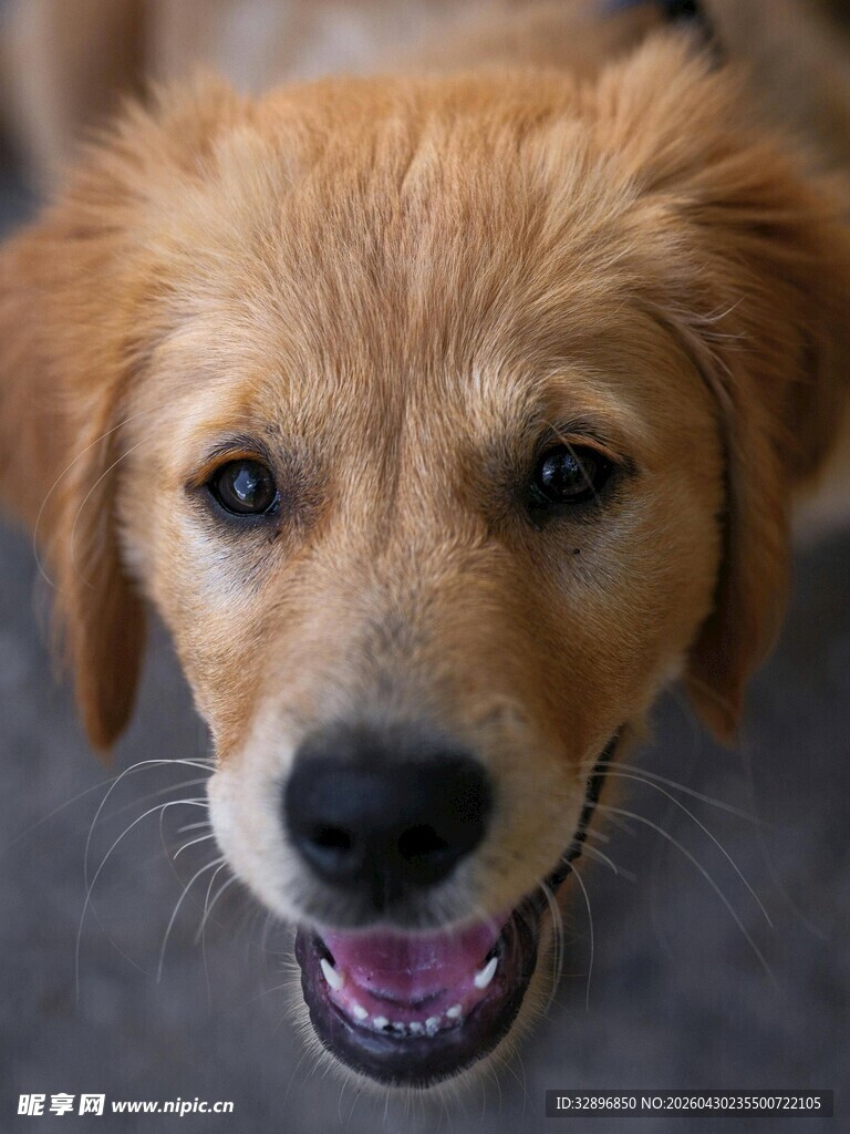 可爱金毛犬张嘴露笑