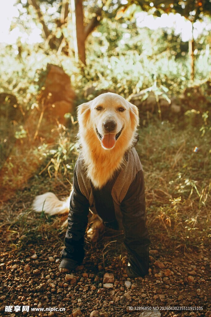 穿衣服的狗狗在户外