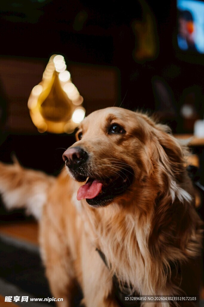 金毛犬头戴可爱香蕉帽