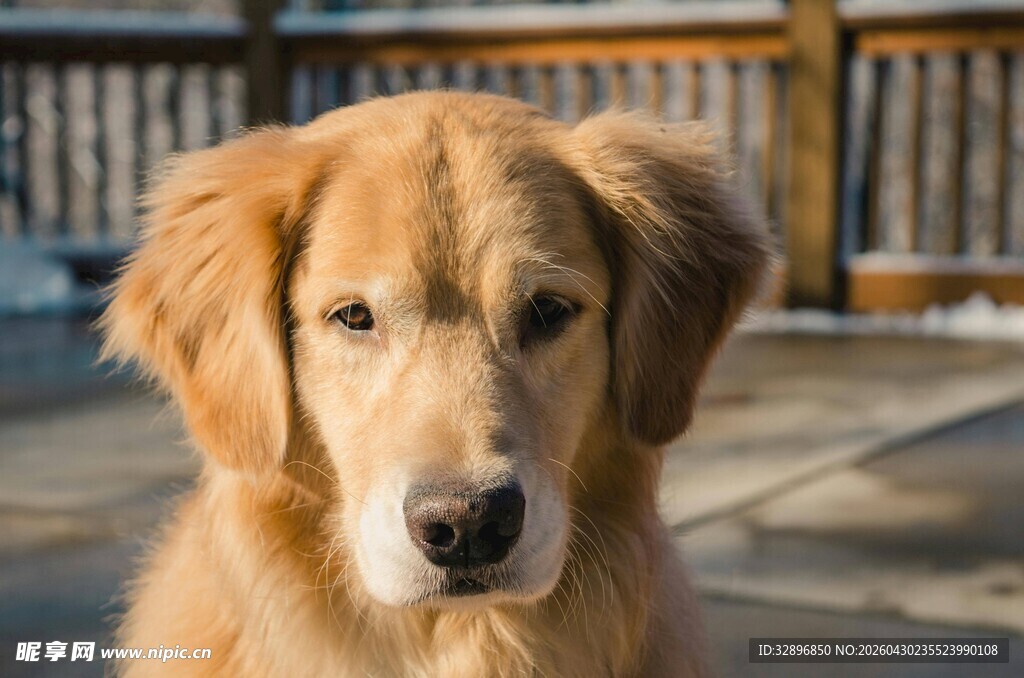 可爱金毛犬正面特写